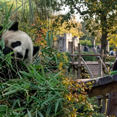 CHINA 12 DIAS / PANDAS Y ALDEAS DE NUBES