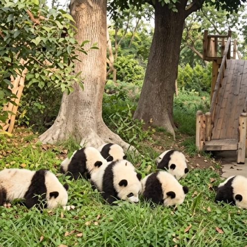 CHINA 10 DIAS / PANDAS Y YUNNAN